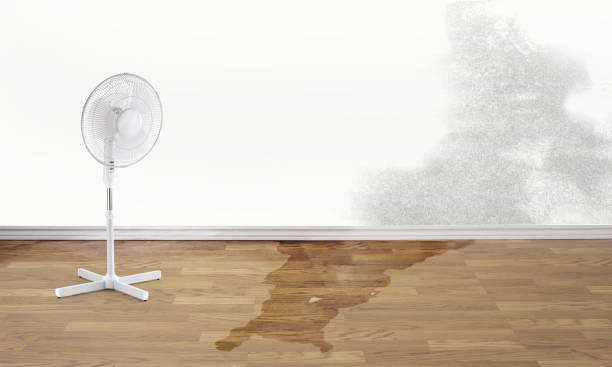 Best Flood damage cleanup  in Moville, IA